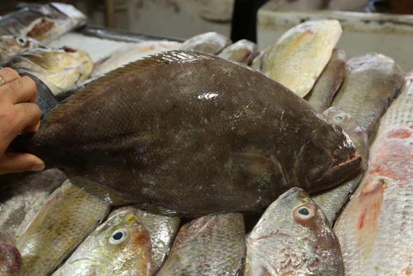 فروشنده انواع ماهی جنوب عمده